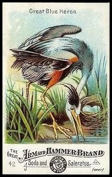 42 Great Blue Heron
